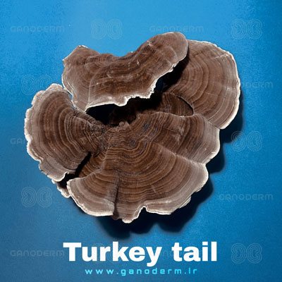 قارچ ترکی تیل 