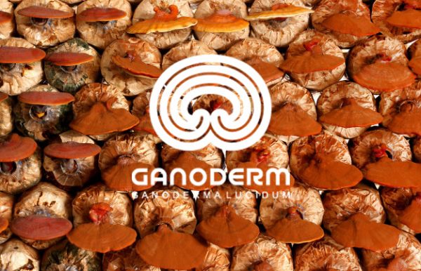 خرید و فروش قارچ گانودرما