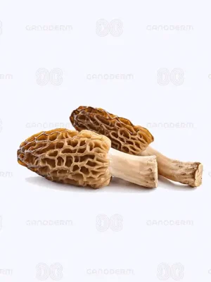 قارچ مورل